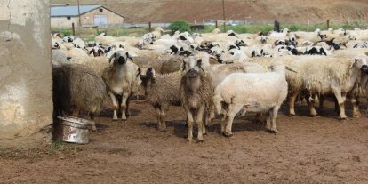 TİGEM'den 7 bin 350 baş küçükbaş için satış ihalesi