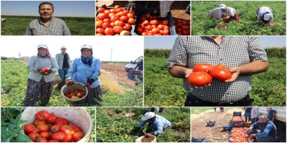 Gaziantep'te domates üreticileri artan girdi maliyetleri ve düşük ürün fiyatlarından şikayetçi
