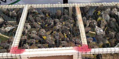 Suriye’ye kaçırılmak istenen 350 saka kuşu kurtarıldı