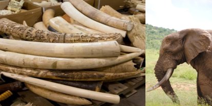 Vietnam'da Afrika'dan kaçırıldığı belirtilen 1,2 ton fildişi ele geçirildi