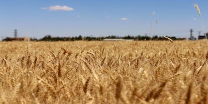 Şanlıurfa'da buğday ve arpa fiyatları belli oldu