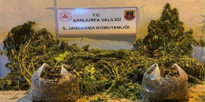 Şanlıurfa'da 625 kök kenevir ele geçirildi
