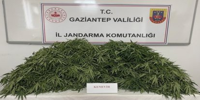 Gaziantep'te kenevir ekimi yapan 9 şüpheli yakalandı