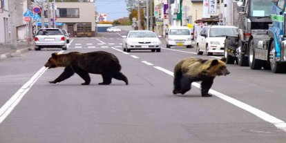 Japonya'da ayılar insanlara saldırınca 14 binden fazlası itlaf edildi