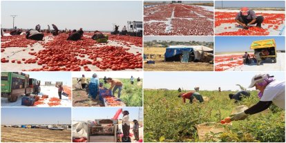 Güneşin altında bir ekmek mücadelesi
