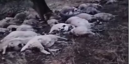 Karlıova'da şimşek isabet eden 70 koyun telef oldu