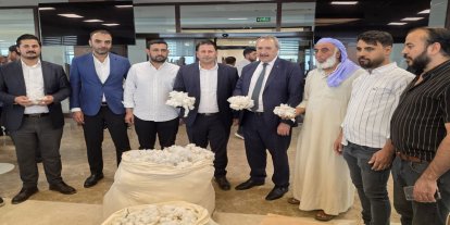 Şanlıurfa'da sezonun ilk pamuğu satıldı