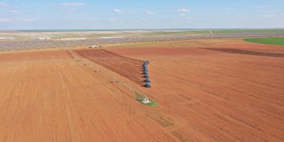 Ceylanpınar'da 123 bin dekar alanda ayçiçeği hasadı sürüyor