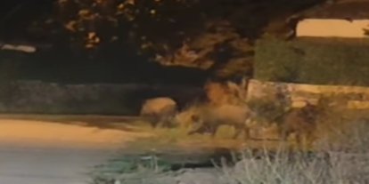 Bingöl’de yerleşim yerine inen domuz sürüsü görüntülendi