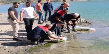 Uludere’de baraj göllerine yüz binlerce yavru sazan bırakıldı