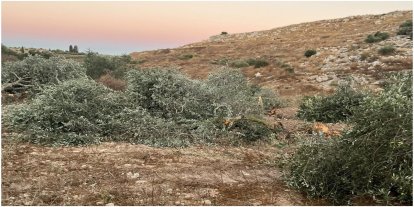 İşgalci siyonistler Ramallah yakınlarında onlarca zeytin ağacını söktü