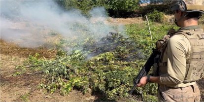 Diyarbakır’da 217 bin 608 kök kenevir ve skunk imha edildi