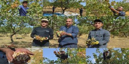 Çocuklarıyla başladı, şimdi torunlarıyla fıstık topluyor: 45 yıllık hasat hikâyesi