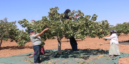 Şanlıurfa'da fıstık üreticisi verimden memnun: Yağışlar ürüne olumlu yansıdı