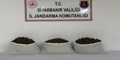 Diyarbakır’da 253 bin 752 kök kenevir ele geçirildi: 25 şüpheliye yasal işlem