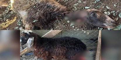Siirt’te başıboş köpekler ağıla girdi: 3 kuzu telef oldu