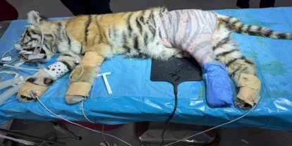 3 aylık yavru kaplan başarılı operasyonla sağlığına kavuştu