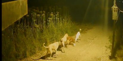 Batman'da başıboş köpekler kediyi kovalayıp telef etti
