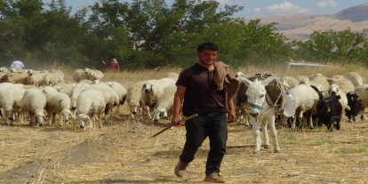 Hayvan yetiştiricileri: En büyük sorunumuz çoban ve mera