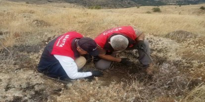Malatya'da süne zararlısına karşı sonbahar-kışlak kontrolleri sürüyor