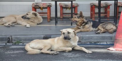 Diyarbakır’da belediyelere başıboş hayvanları toplama talimatı: Son tarih 31 Ekim