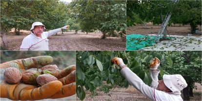 Kayısıya alternatif olarak yetiştirilen cevizde hasat zamanı