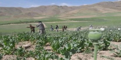 Afganistan'da 3 bin dönüm haşhaş tarlası imha edildi