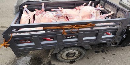 Batman'da kaçak kesilen 14 küçükbaş hayvanın et ve sakatatına el konuldu
