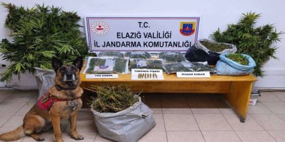Elazığ'da bin 256 kök kenevir ve 23 kilo 680 gram esrar ele geçirildi