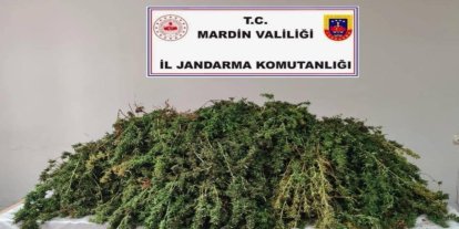 Mardin’de 43 kilo skunk ele geçirildi: 1 gözaltı