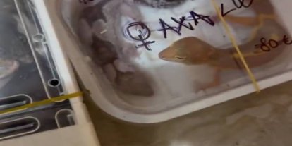 İstanbul'da 134 egzotik hayvan koruma altına alındı