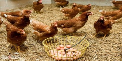 Tavuk eti üretimi ağustosta 237 bin 749 tona yükseldi