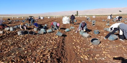 Tohumluk patatesler Türkiye'nin dört bir yanına gönderiliyor