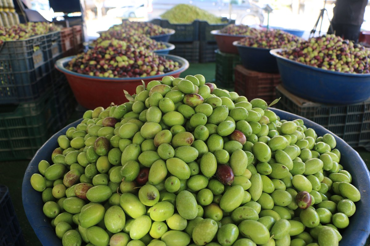 Sofraların vazgeçilmezi zeytin sezonu başladı