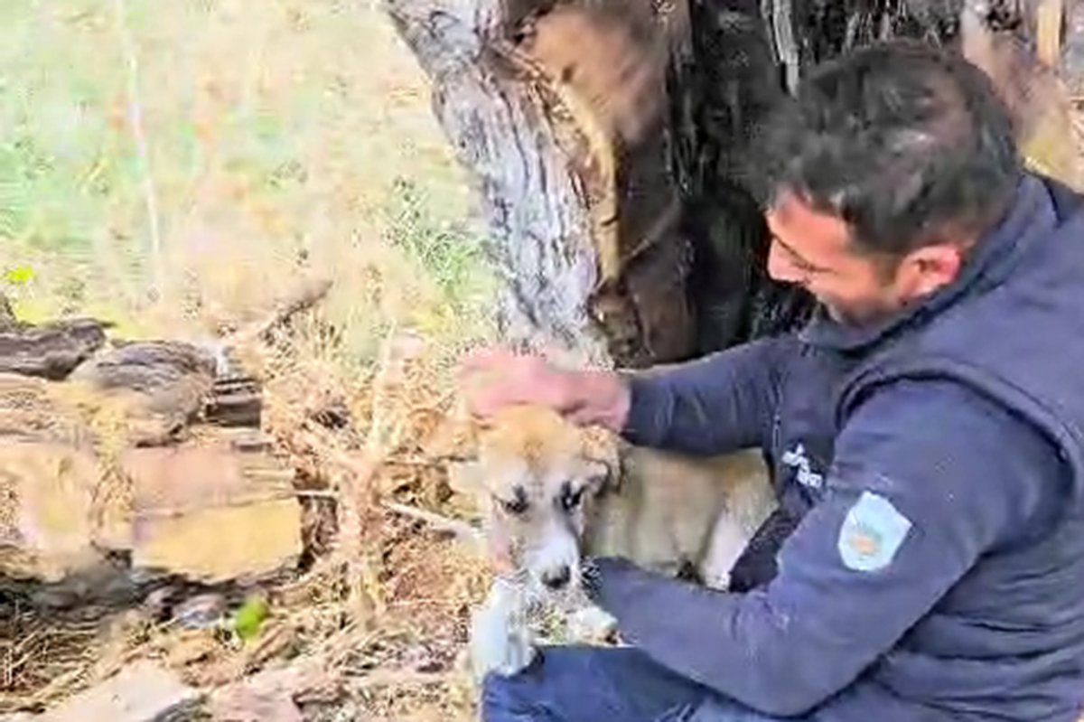 Ağacın kovuğunda sıkışan köpek kurtarıldı