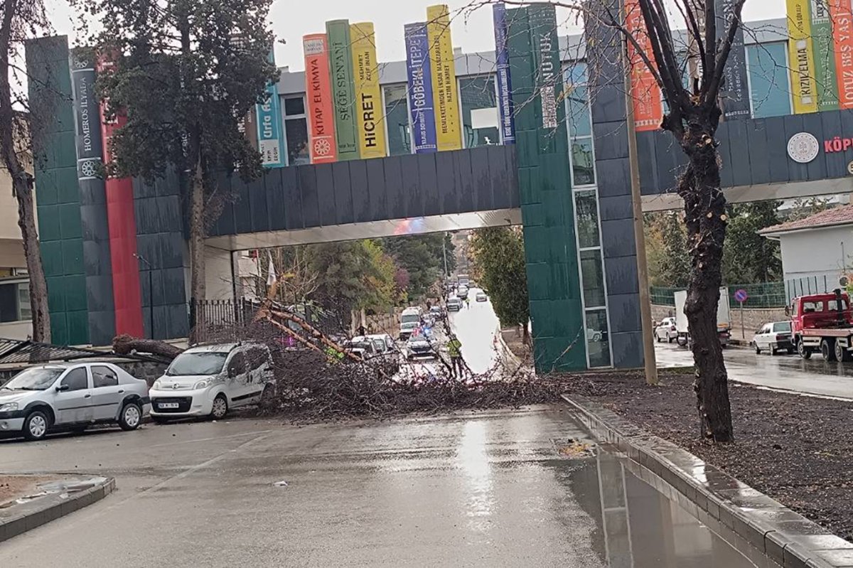 Şanlıurfa'da fırtınada ağaç devrildi, yol kapandı