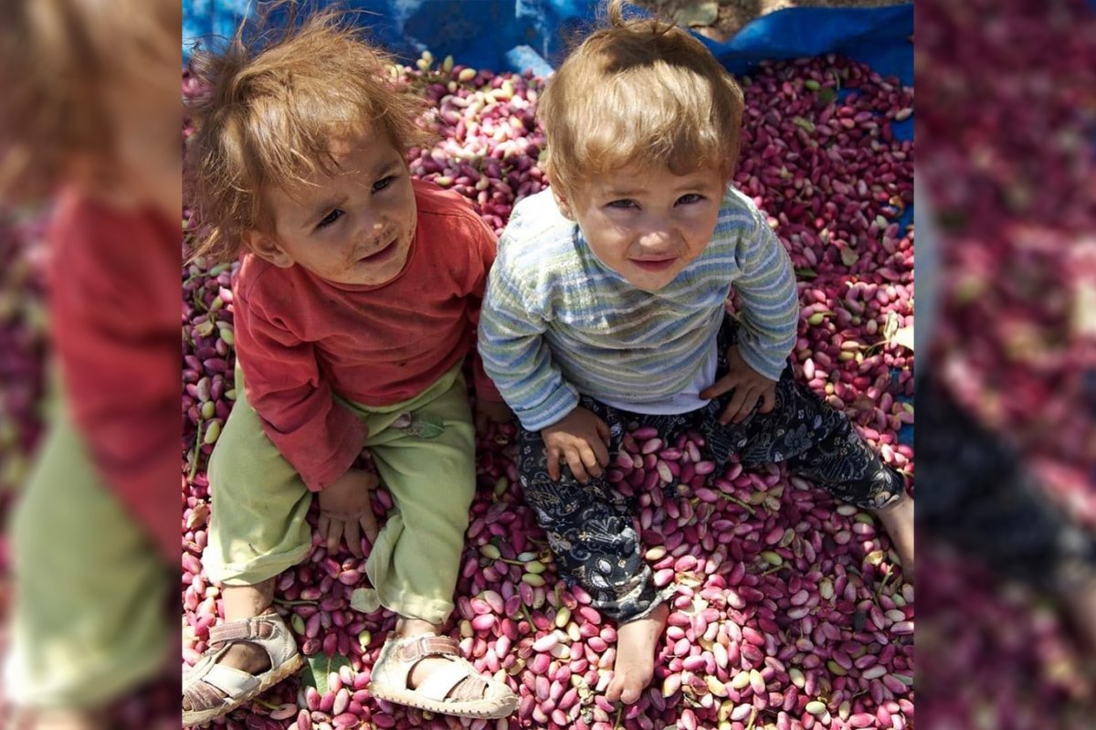 Şanlıurfa'da zeytin ve fıstık işleme tesislerine ihtiyaç artıyor