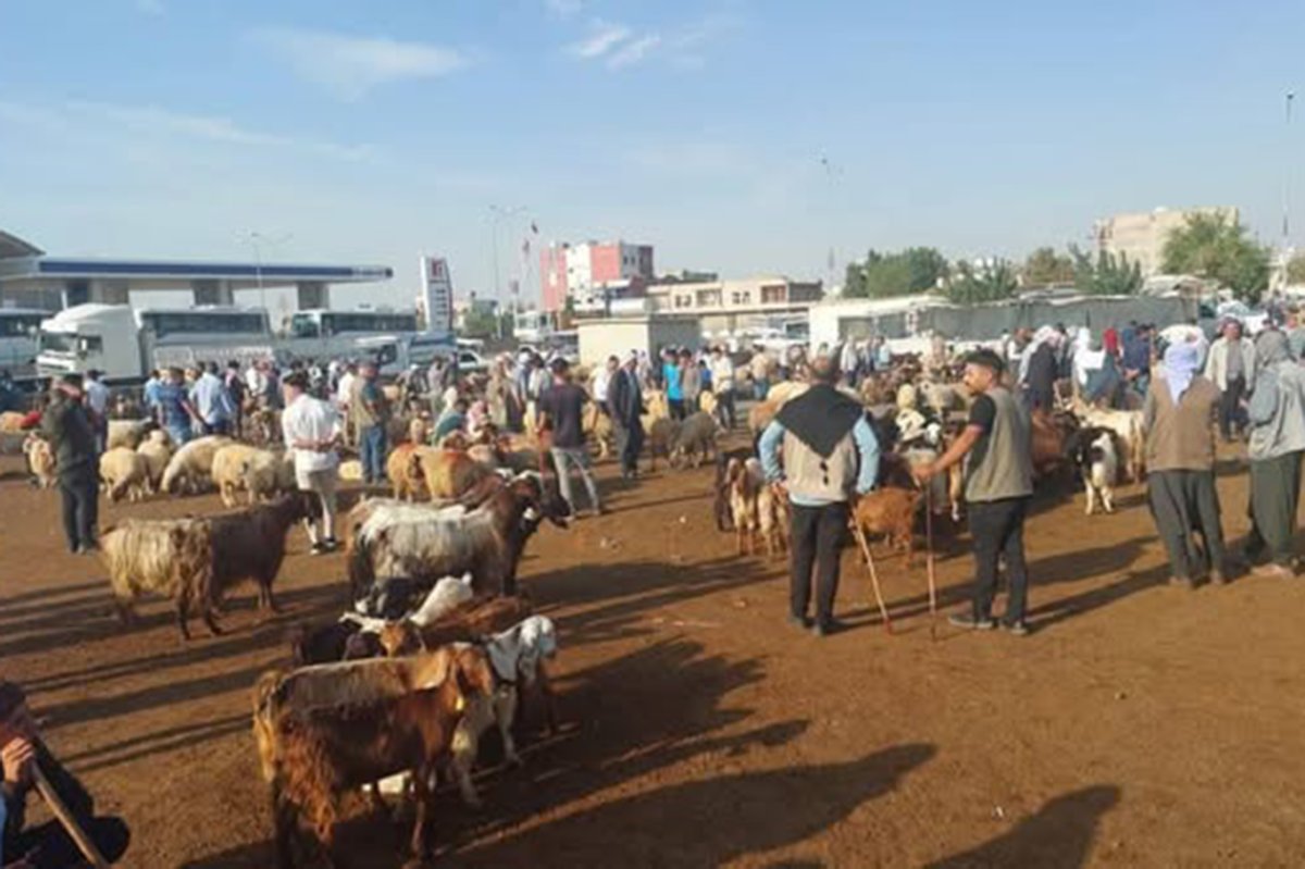 Şanlıurfa’da "şap" tedbirleri genişletildi