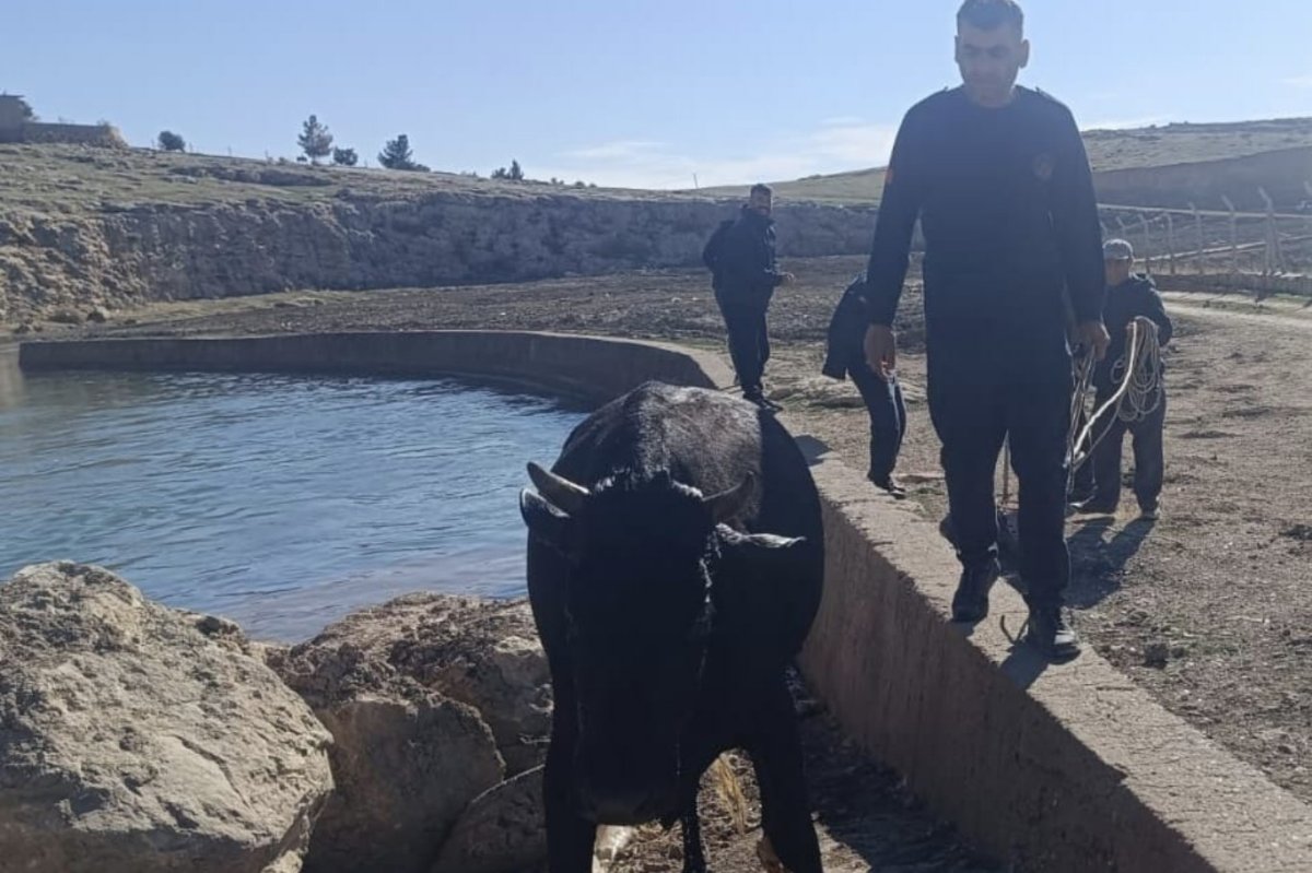 Mardin’de sulama kanalına düşen inek, itfaiye tarafından kurtarıldı