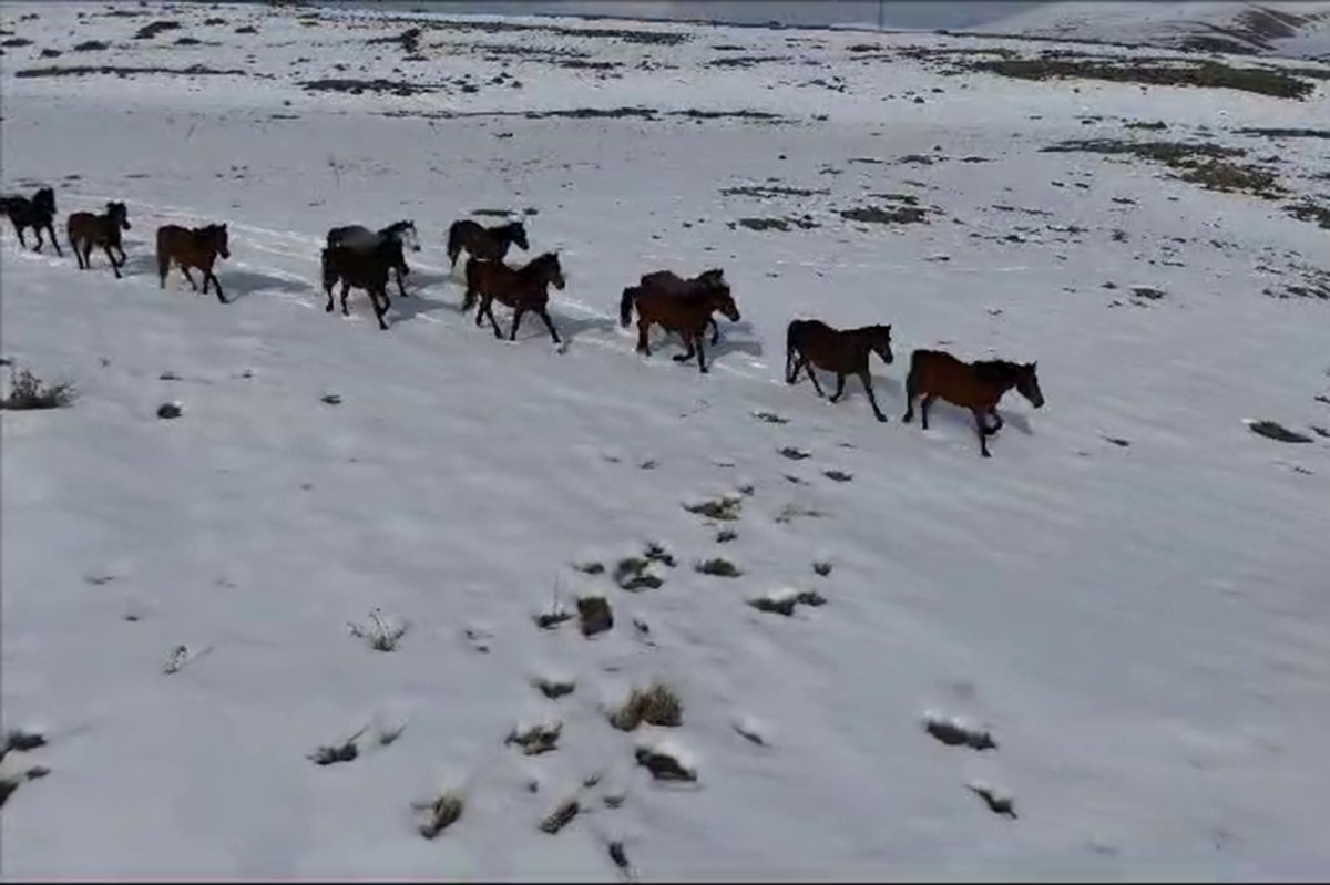 Yılkı atları sürü halinde görüntülendi