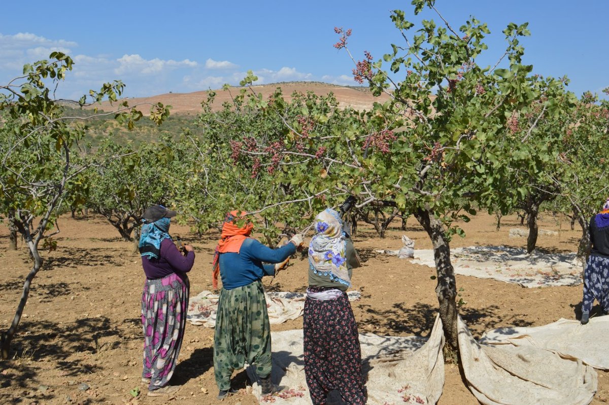 Siirt Fıstığı coğrafi işaret tesciline kavuşuyor