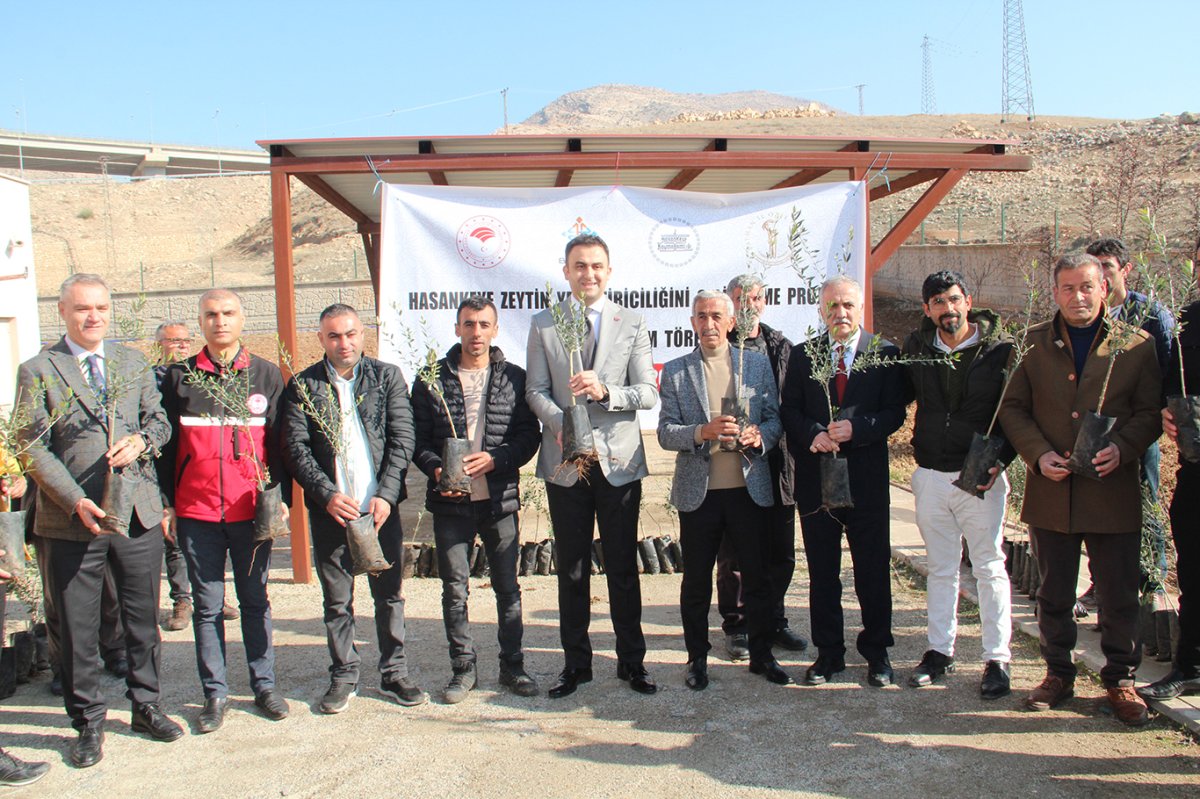 Hasankeyf'te zeytin yetiştiriciliği başlıyor: 120 çiftçiye 10 bin fidan dağıtıldı