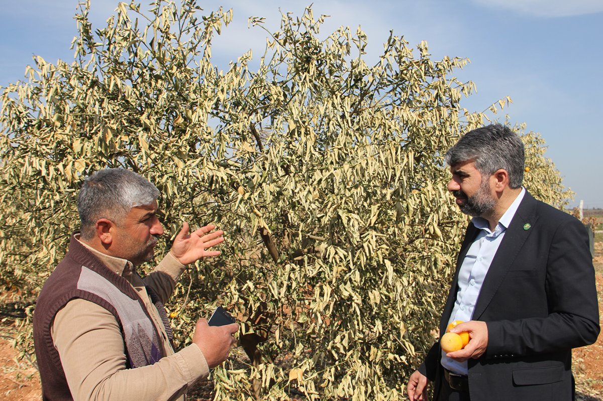 Milletvekili Dinç: Zirai dondan etkilenen yerler "afet bölgesi" ilan edilmeli