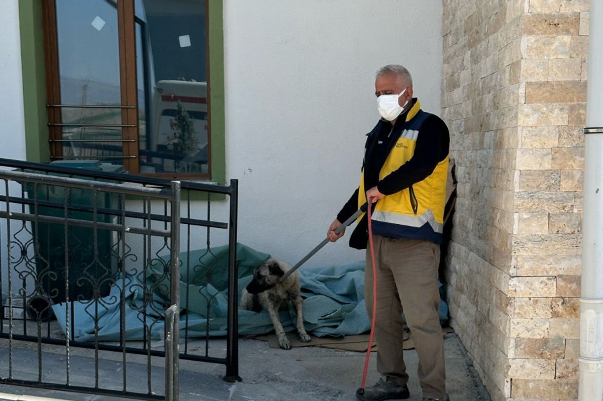 Adıyaman'da başıboş sokak köpekleri toplanmaya başlandı