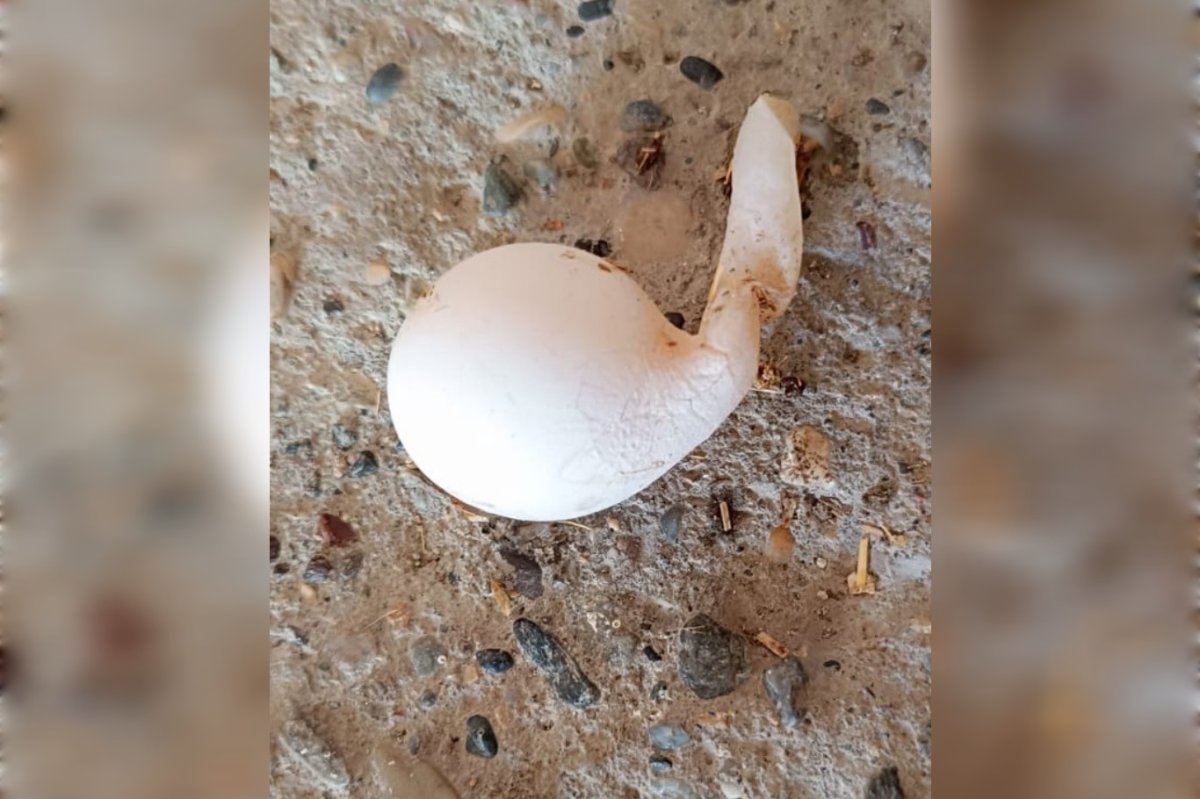 Mardin'de görenlerde merak uyandıran tavuk yumurtası