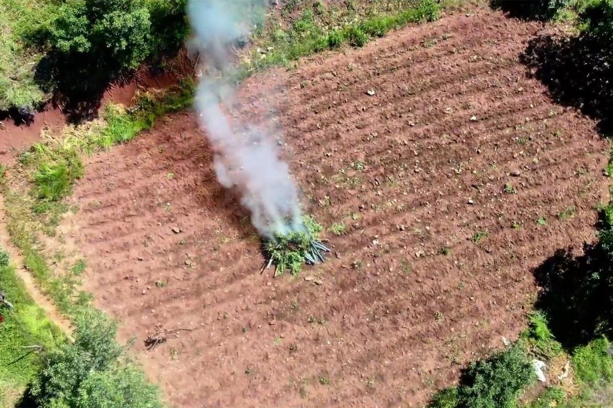 Diyarbakır'da 7 milyon 543 bin 818 kök kenevir ve Skunk ele geçirildi