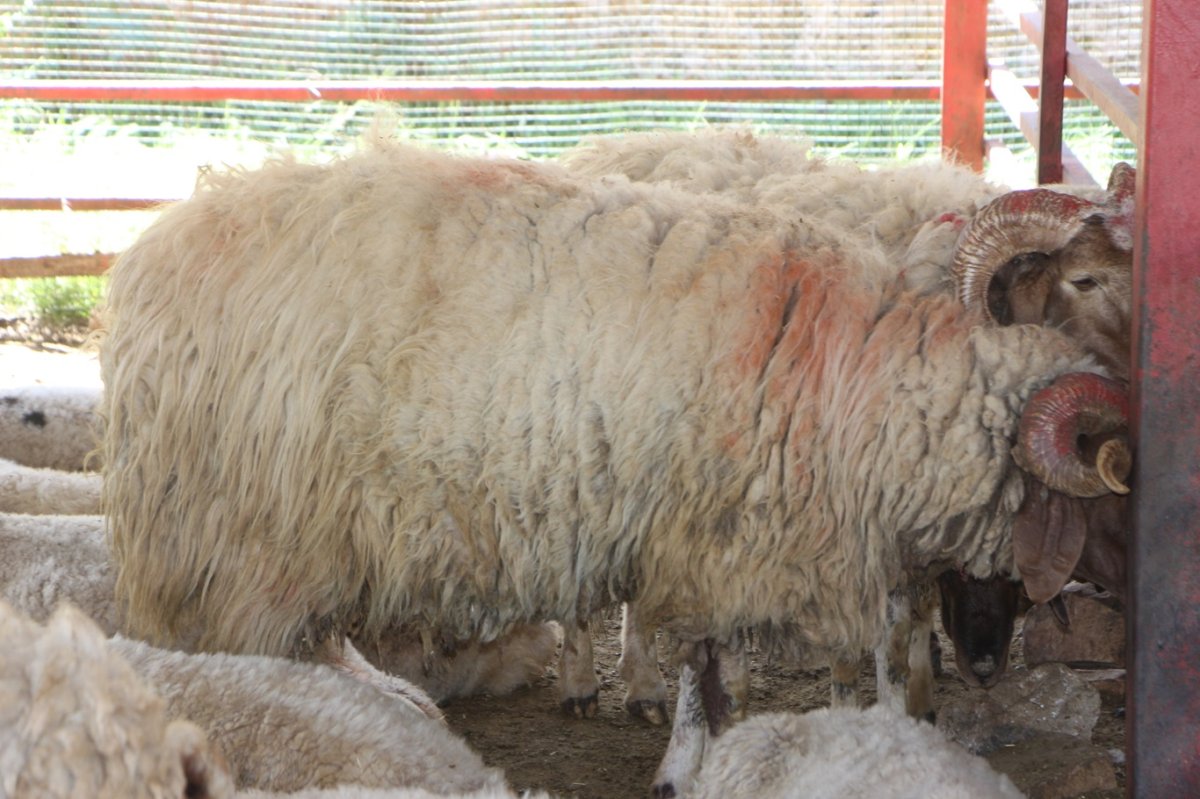 Kurban pazarlarında fiyatlar düşük olmasına rağmen talep azaldı