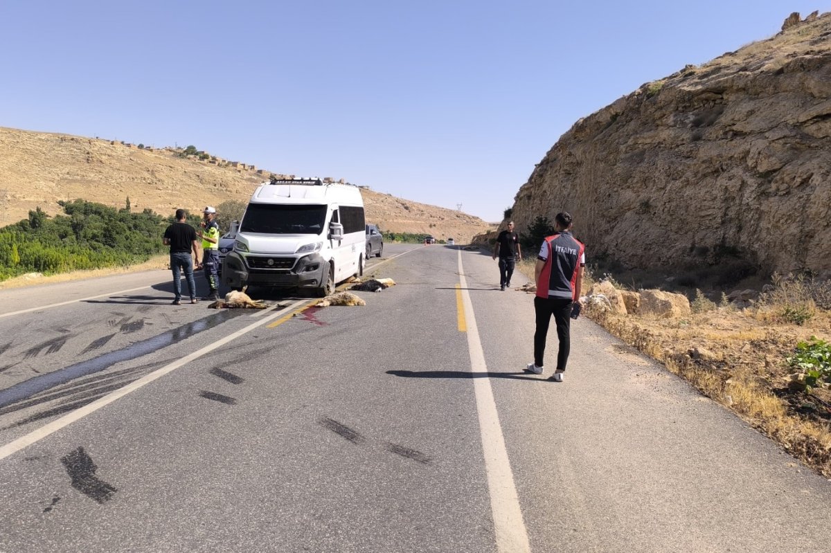 Minibüs koyun sürüsüne çarptı: 13 küçükbaş hayvan telef oldu