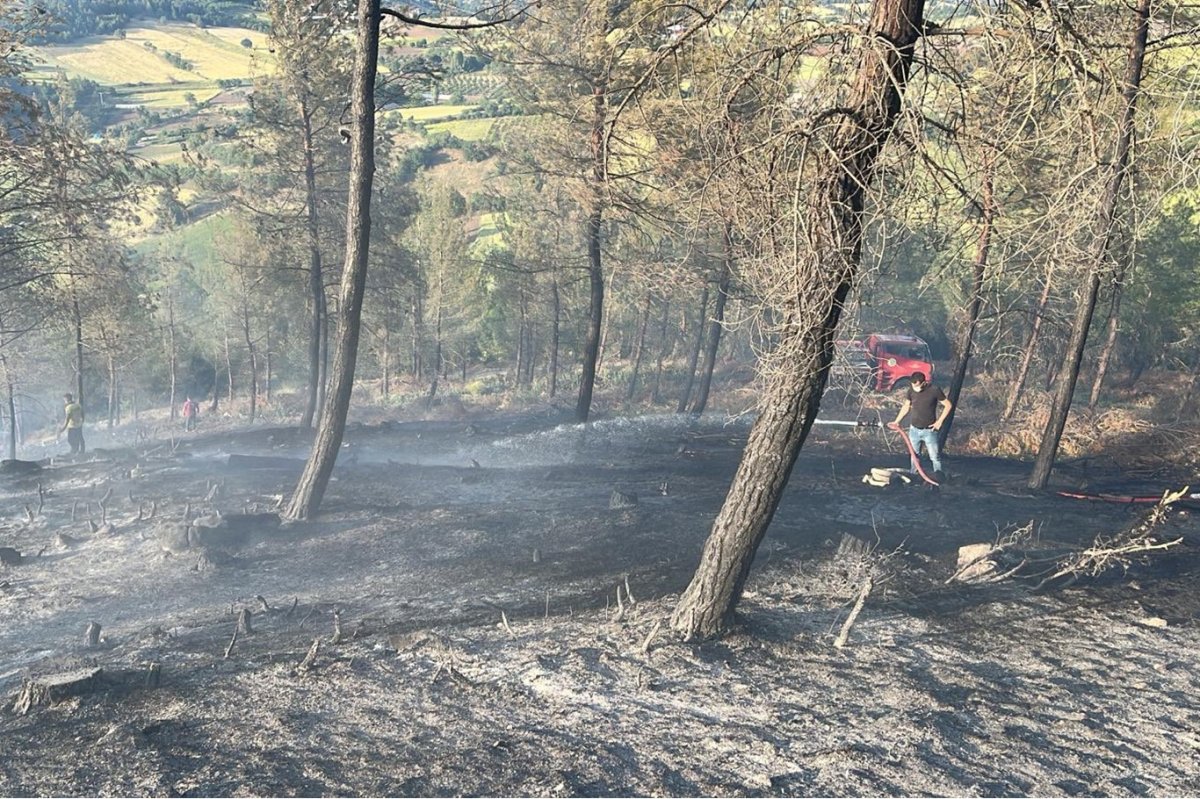 Balıkesir'de orman yangını