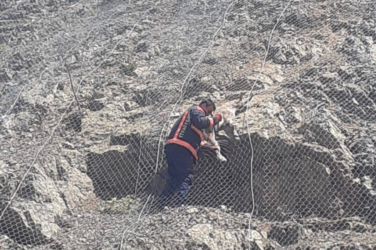 Tellerin arasına sıkışan yaban keçileri kurtarıldı